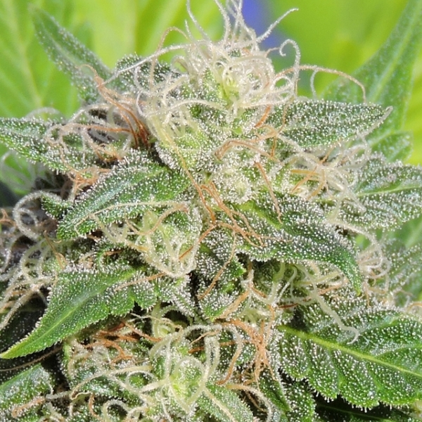 Super Auto Lemon Haze (Original Sensible) Feminiserede