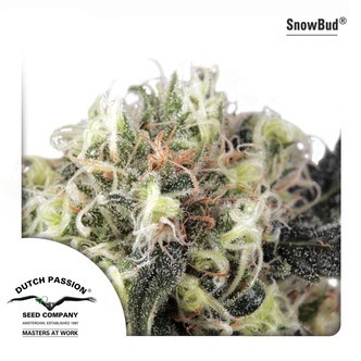 Snow Bud (Dutch Passion) feminiseret