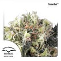 Snow Bud (Dutch Passion) Feminiserede