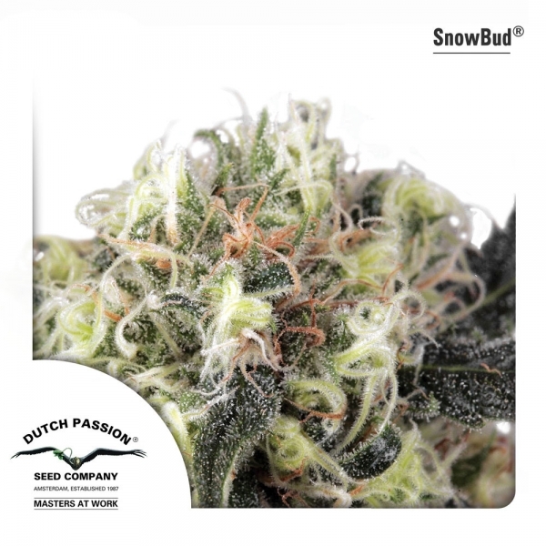 Snow Bud (Dutch Passion) Feminiserede