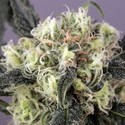 Snow Bud (Dutch Passion) Feminiserede