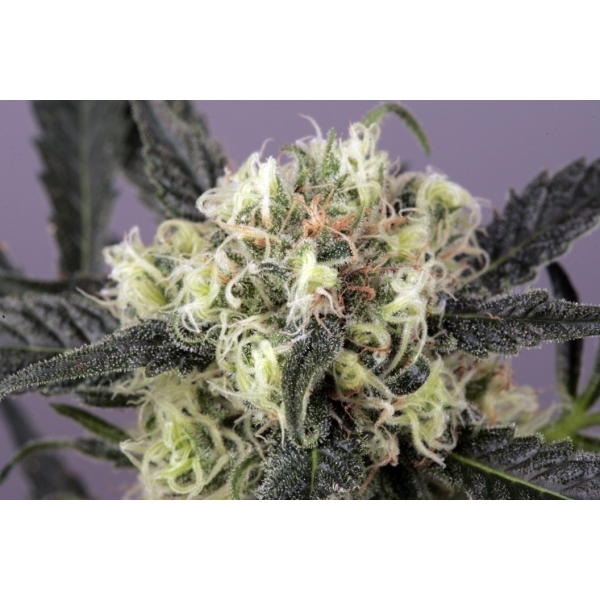 Snow Bud (Dutch Passion) Feminiserede