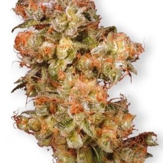 Snow Bud (Dutch Passion) Feminiserede