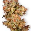 Snow Bud (Dutch Passion) Feminiserede