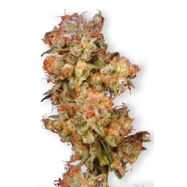 Snow Bud (Dutch Passion) Feminiserede