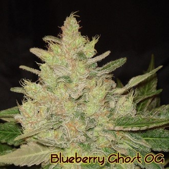 Blueberry Ghost OG (Original Sensible) Feminiserede