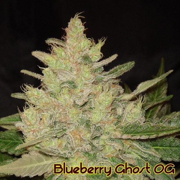 Blueberry Ghost OG (Original Sensible) Feminiserede