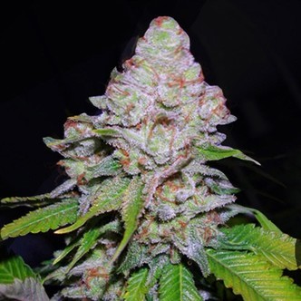 White Berry (VIP Seeds) feminiserede cannabisfr&oslash;