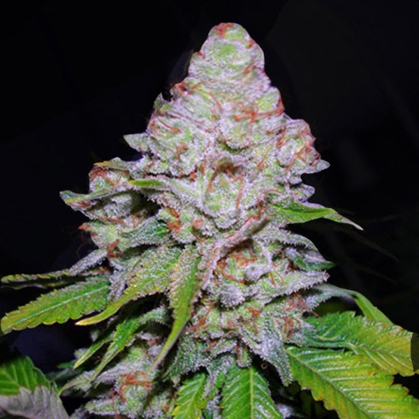 White Berry (VIP Seeds) Feminiserede