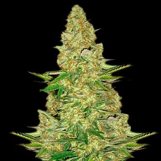 Power VIP (VIP Seeds) feminiserede