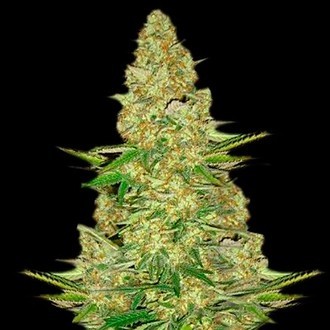 Power VIP (VIP Seeds) Feminiserede