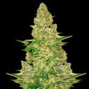Power VIP (VIP Seeds) Feminiserede