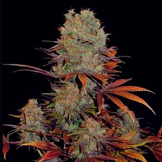 Landysh (VIP Seeds) Feminiserede