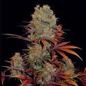 Landysh (VIP Seeds) Feminiserede