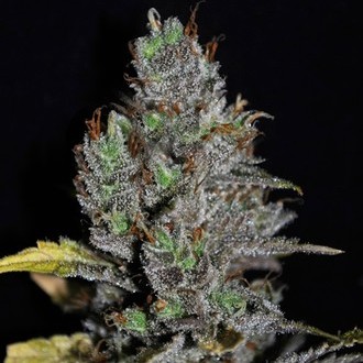 Viagrra (VIP Seeds) Feminiserede
