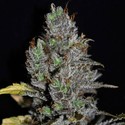 Viagrra (VIP Seeds) Feminiserede