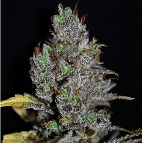 Viagrra (VIP Seeds) Feminiserede