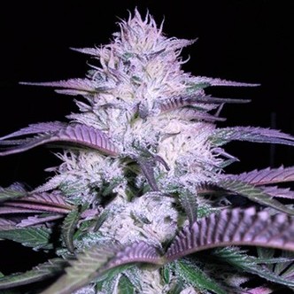 Currant Kush (VIP Seeds) feminiserede cannabisfr&oslash;
