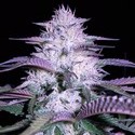 Currant Kush (VIP Seeds) Feminiserede