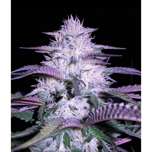 Currant Kush (VIP Seeds) Feminiserede