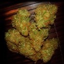 Amnezia VIP (VIP Seeds) Feminiserede