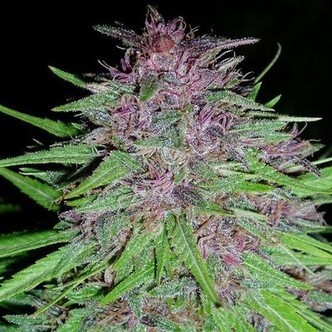 Erdpurt (ACE Seeds) feminiserede cannabisfr&oslash;