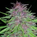 Erdpurt (ACE Seeds) Feminiserede