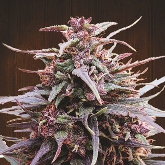Purple Haze x Malawi (ACE Seeds) feminiserede cannabisfr&oslash;