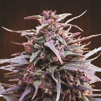 Purple Haze x Malawi (ACE Seeds) Feminiserede