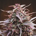 Purple Haze x Malawi (ACE Seeds) Feminiserede