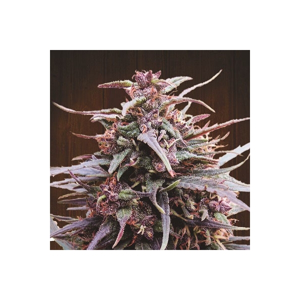 Purple Haze x Malawi (ACE Seeds) Feminiserede