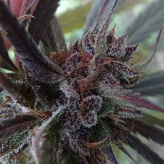 Haze x Kali China (ACE Seeds) feminiserede cannabisfr&oslash;