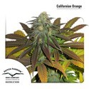 Californian Orange (Dutch Passion) Feminiserede