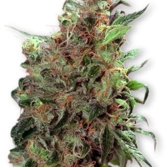 Californian Orange (Dutch Passion) Feminiserede