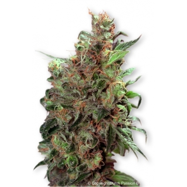 Californian Orange (Dutch Passion) Feminiserede