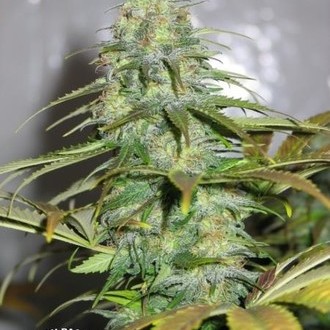 Californian Orange (Dutch Passion) Feminiserede