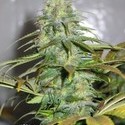 Californian Orange (Dutch Passion) Feminiserede