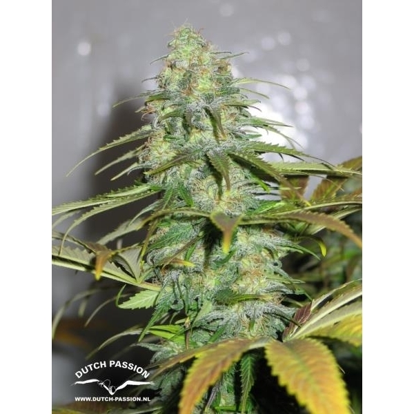 Californian Orange (Dutch Passion) Feminiserede