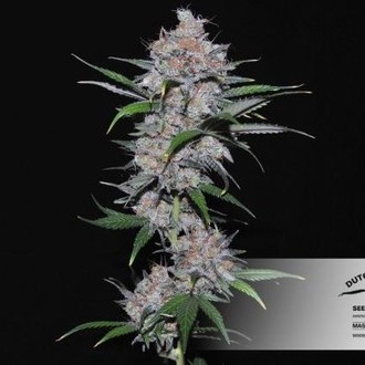 Californian Orange (Dutch Passion) Feminiserede