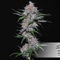 Californian Orange (Dutch Passion) Feminiserede