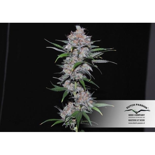 Californian Orange (Dutch Passion) Feminiserede