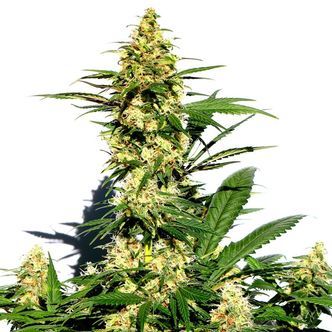 Amnesi-K Lemon (Kannabia) feminiserede cannabisfr&oslash;