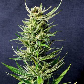 Karibbean Mango (Kannabia) feminiserede cannabisfr&oslash;