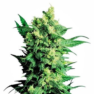 Shiva Shanti 2 (Sensi Seeds) regul&aelig;r