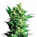 Shiva Shanti 2 (Sensi Seeds) regulær