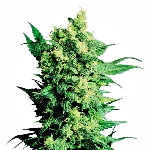 Shiva Shanti 2 (Sensi Seeds) regulær