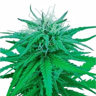 Ruderalis Indica (Sensi Seeds) regul&aelig;r