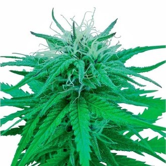 Ruderalis Indica (Sensi Seeds) regul&aelig;r