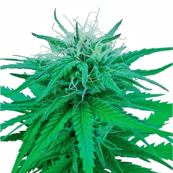Ruderalis Indica (Sensi Seeds) regulær