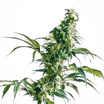 Mexican Sativa (Sensi Seeds) regul&aelig;r/feminiseret
